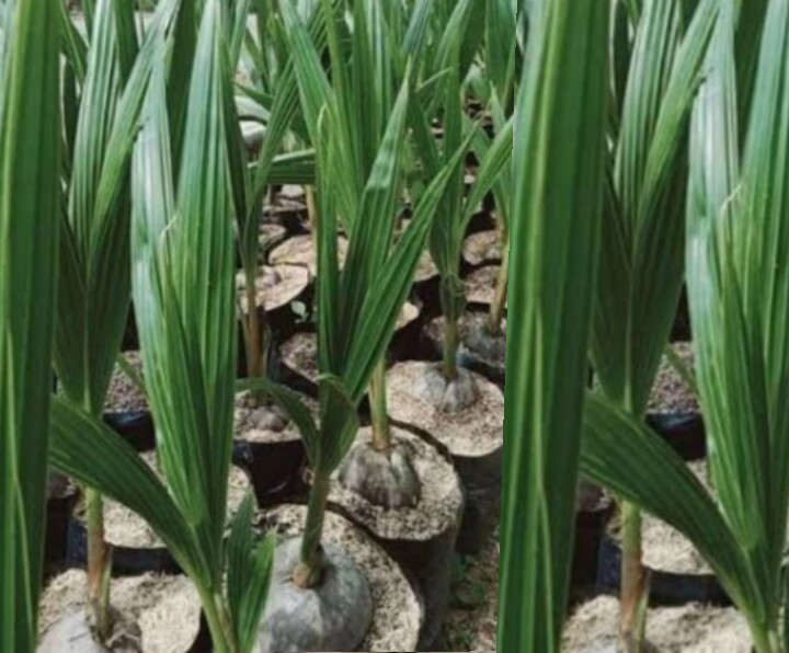 Dedi Irmawan Mengeluh Atas Penyedia Pengadaan Bibit Kelapa,Yang Tidak Kunjung Di selesaikan Kades Nanggala Ci Keusik Pandeglang Banten