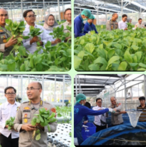 Panen Raya Sawi Hidroponik dan Ikan di Greenhouse SPPG Palmerah, Siapkan Pasokan Pangan Sehat dan Mandiri