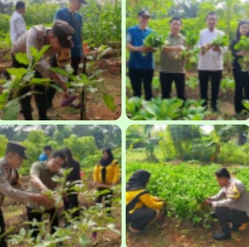 Panen Sawi, Terong, dan Kangkung di Duri Kosambi, Kebersamaan Warga dan Polisi Dukung Ketahanan Pangan
