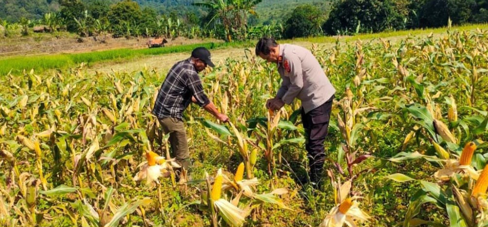 Kawal Swasembada Pangan, Polres Kuningan Turun Ke Ladang Siap Siaga Bersama Petani