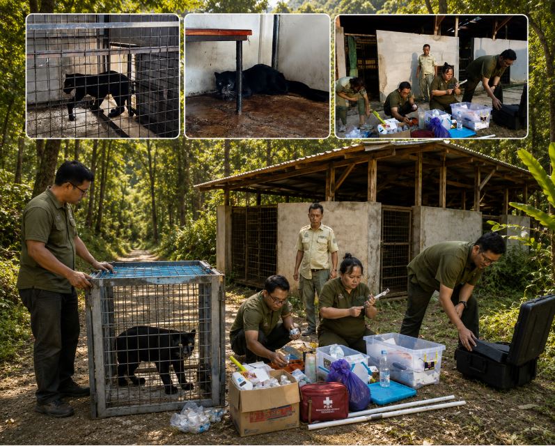 Macan Kumbang Masuk Kampung, BKSDA dan Taman Safari Turun Tangan Tangani Satwa